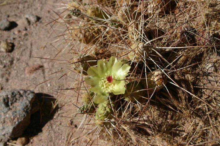 Maihueniopsis camachoi Maihueniopsis