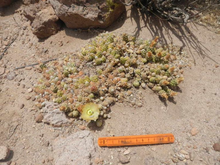 Maihueniopsis conoidea Maihueniopsis